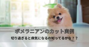 ポメラニアンのカット実例